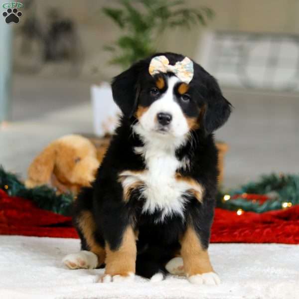 Suzy, Bernese Mountain Dog Puppy